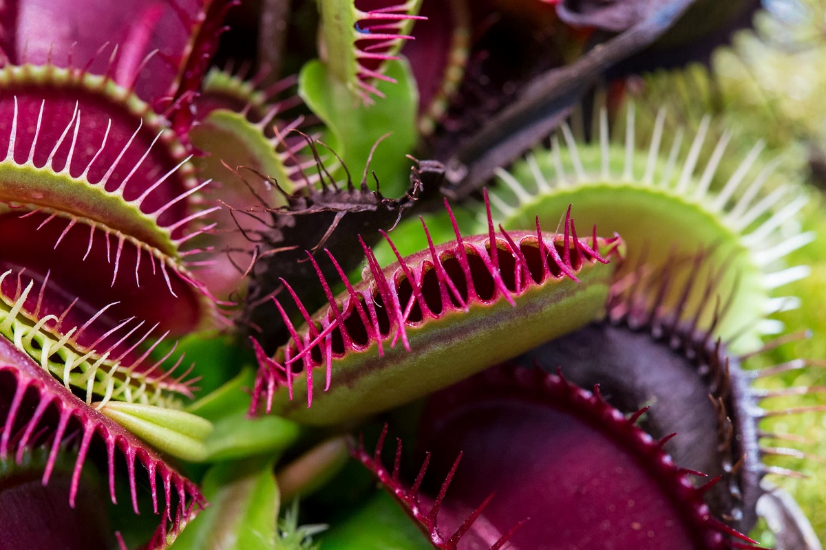 GNAM! Piante carnivore al MUSE